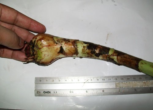 معرفی و راهنمای پرورش گیاهان زینتی فضای باز - سوسن عنکبوتی ساحل